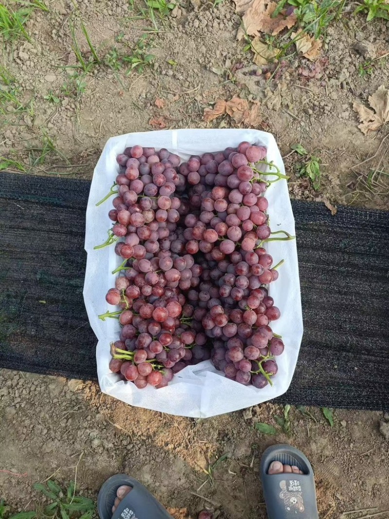 陕西渭南精品红提，可供应各大商超