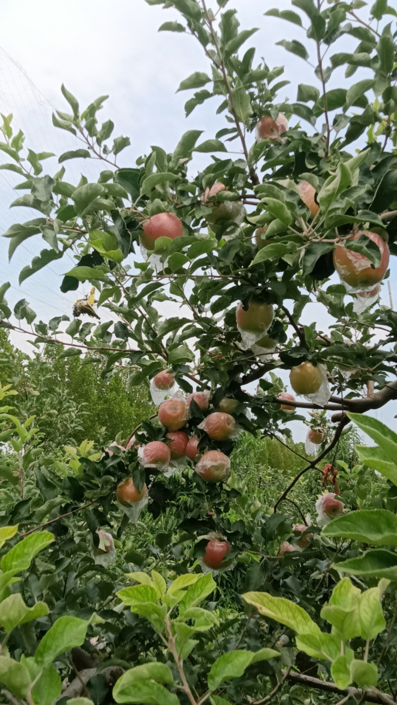 河南省郑州市中牟县美八苹果脆甜多汁个大饱满