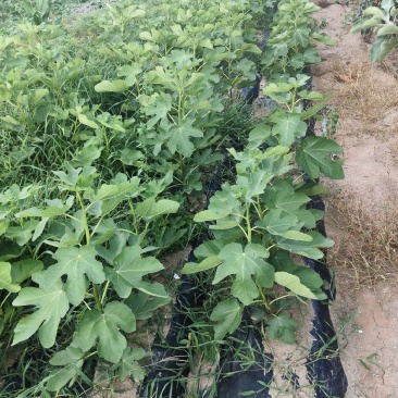 威海青皮无花果小苗