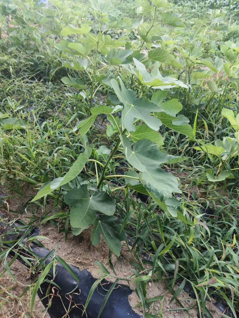 威海青皮无花果小苗