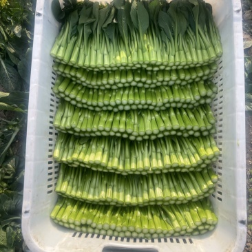 尖叶菜心