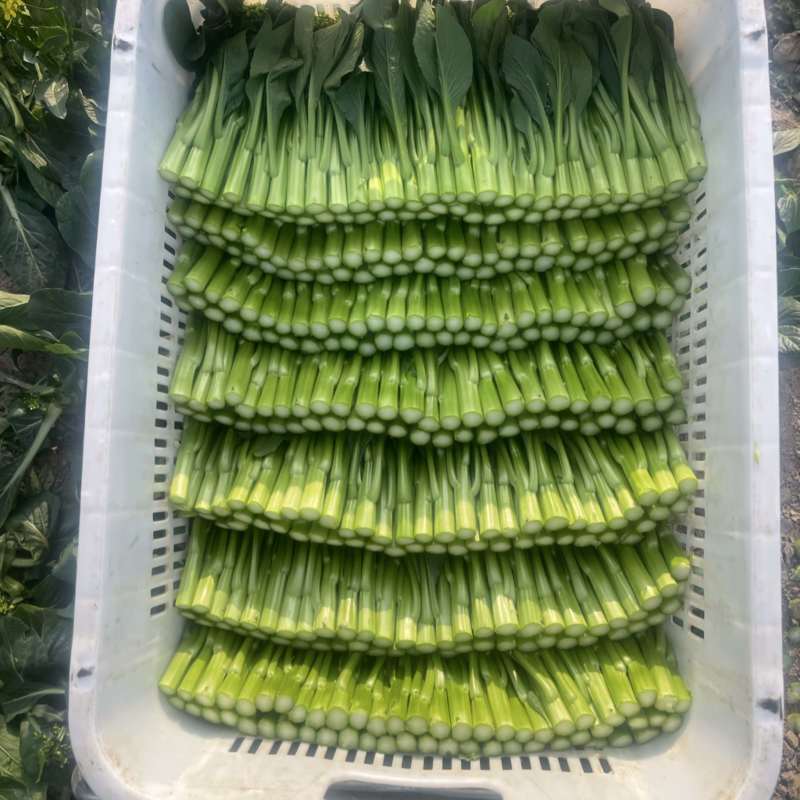 尖叶菜心