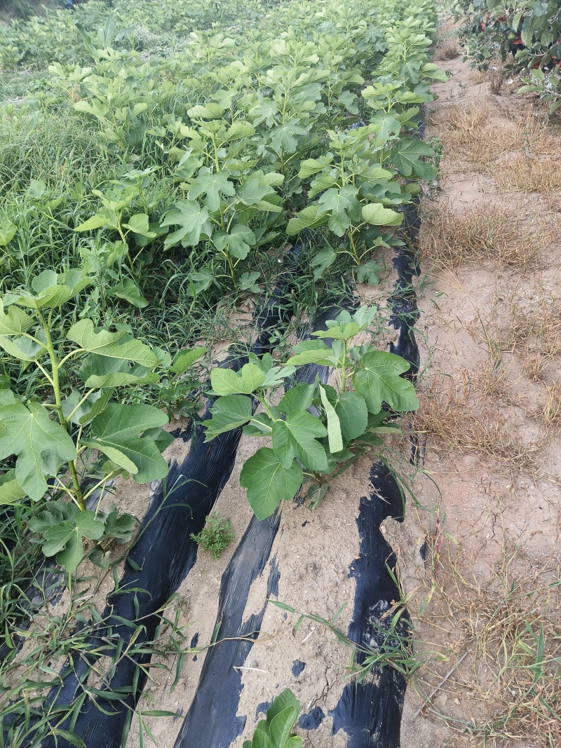 威海青皮无花果小苗