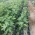 威海青皮无花果小苗