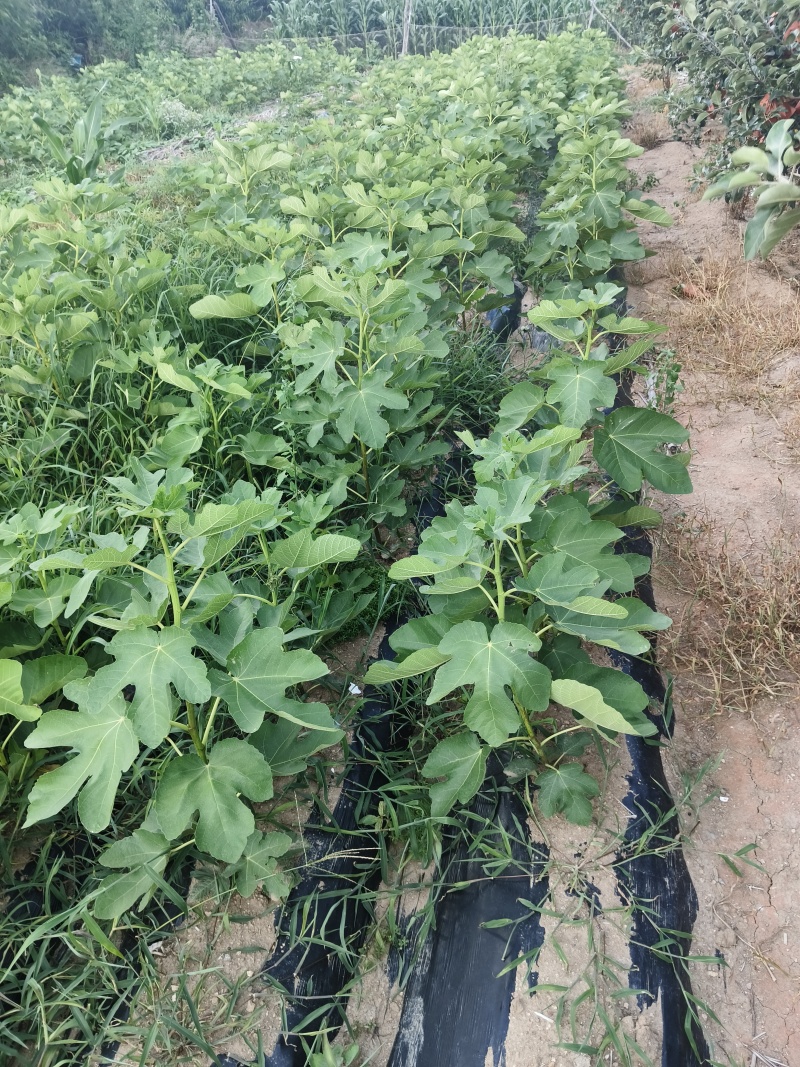 威海青皮无花果小苗