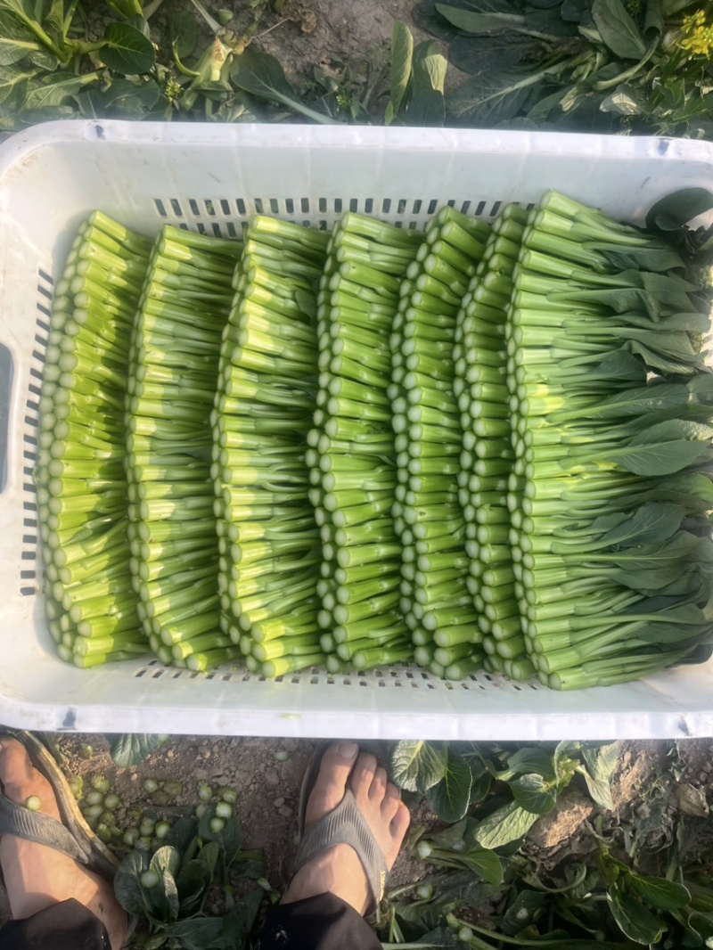 尖叶菜心