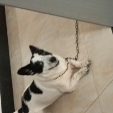 狗狗
