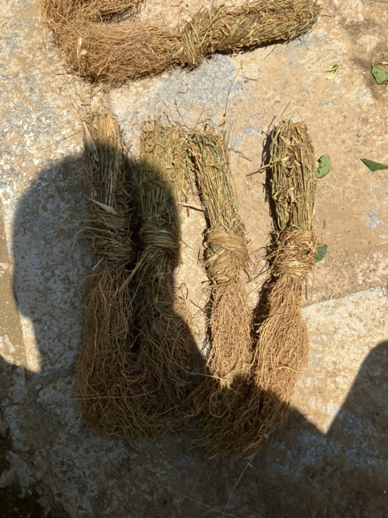 徐长卿全苗干货发货全国质量保证品质好发货快