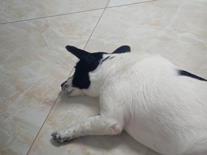 狗狗