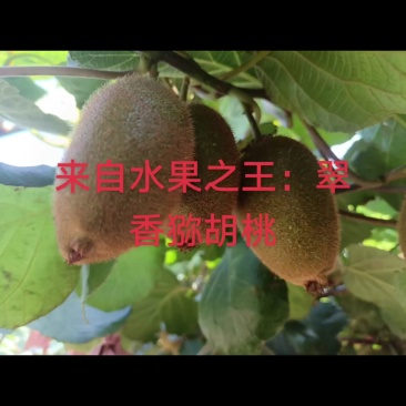 扶风翠香猕胡桃，徐香猕猴桃！