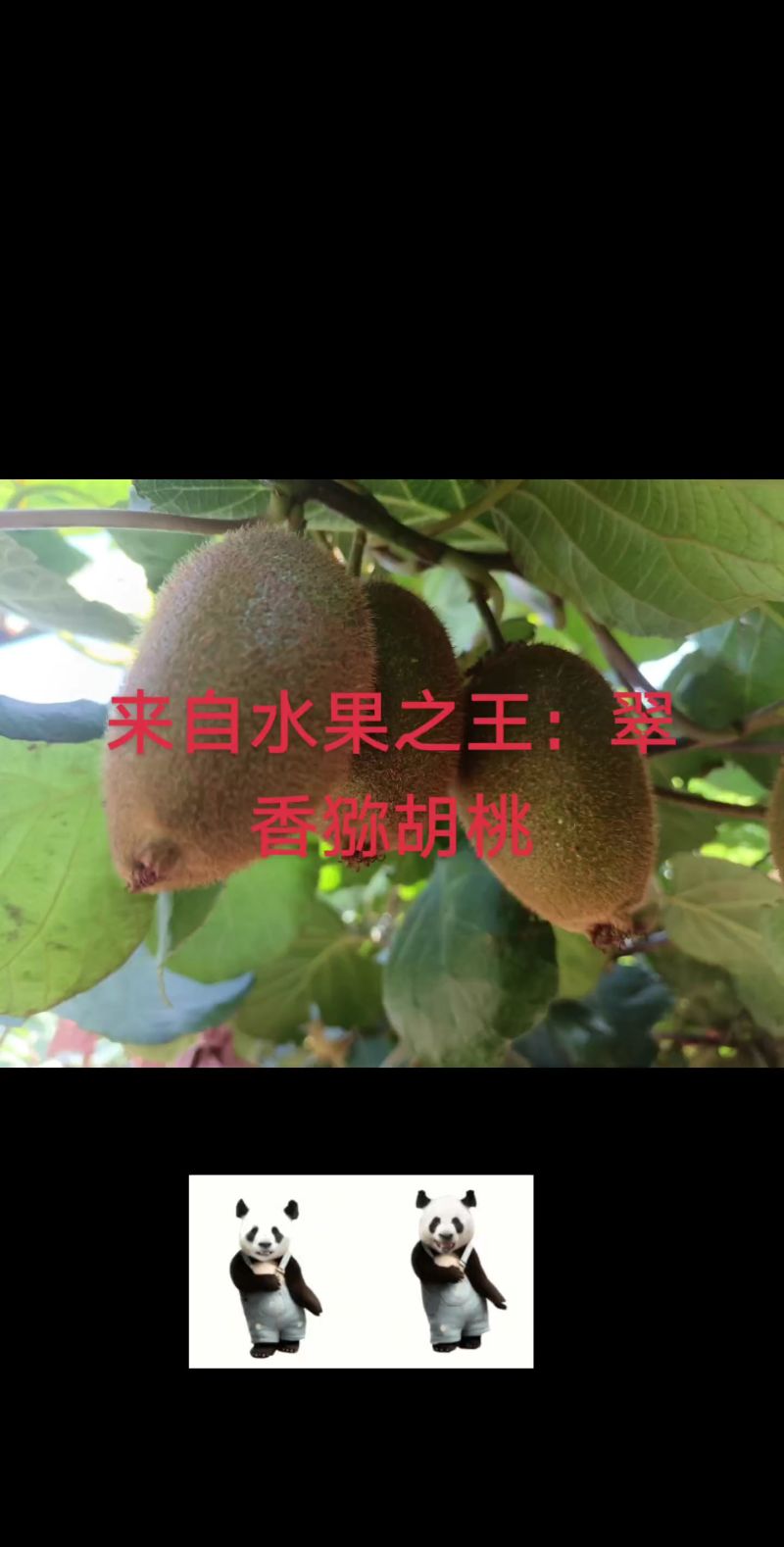 扶风翠香猕胡桃，徐香猕猴桃！