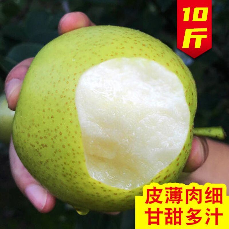 襄阳翠冠梨产地直供全国发货可视频看货欢迎采购