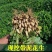 25年鲜花生白沙鲜花生整车发货产地直供视频看货