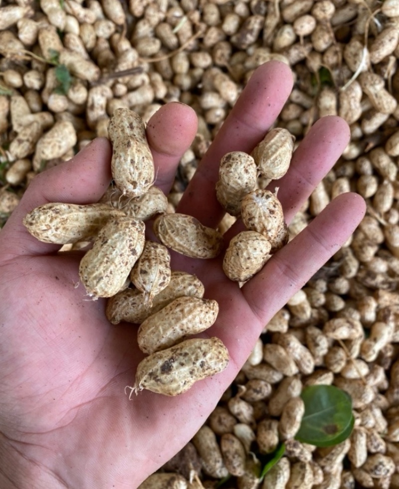 25年鲜花生白沙鲜花生整车发货产地直供视频看货
