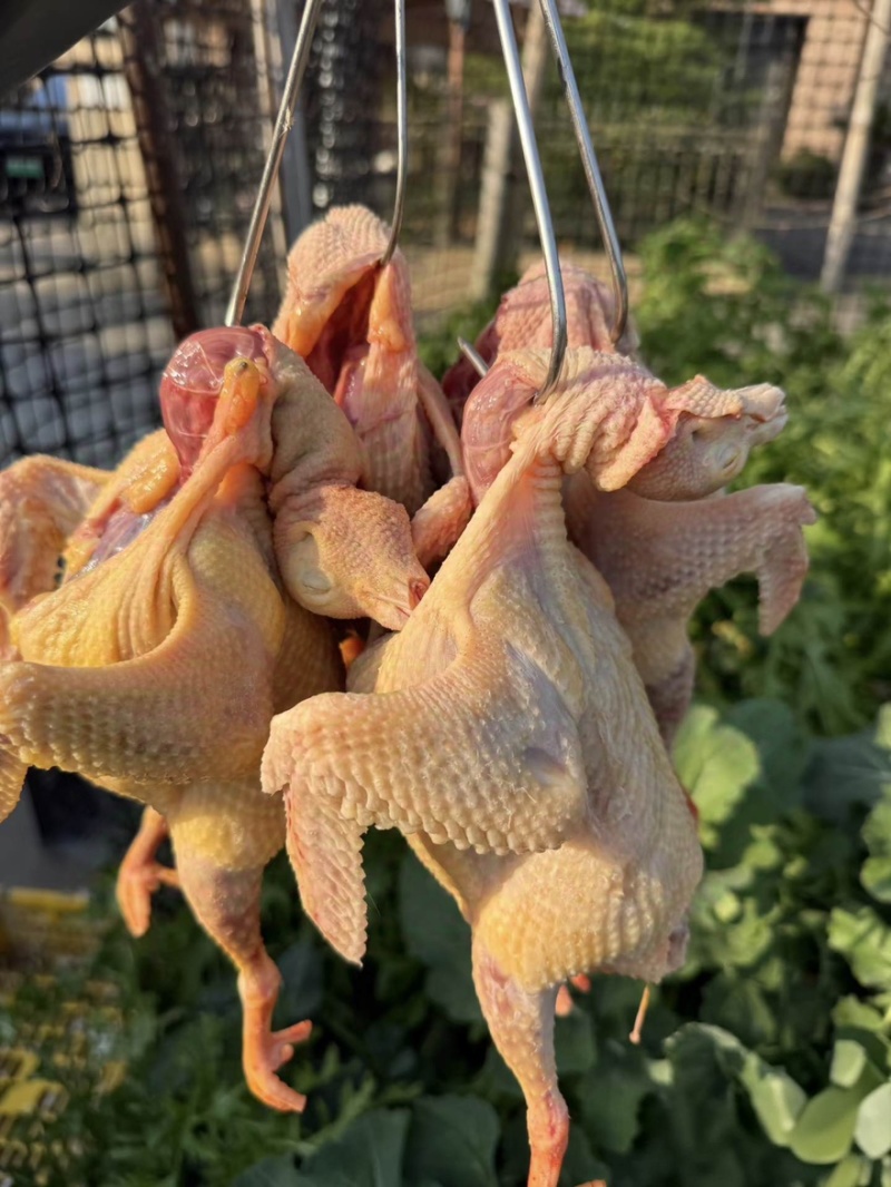 广东老鸽散养三年品种保证吃五谷杂粮散养老鸽