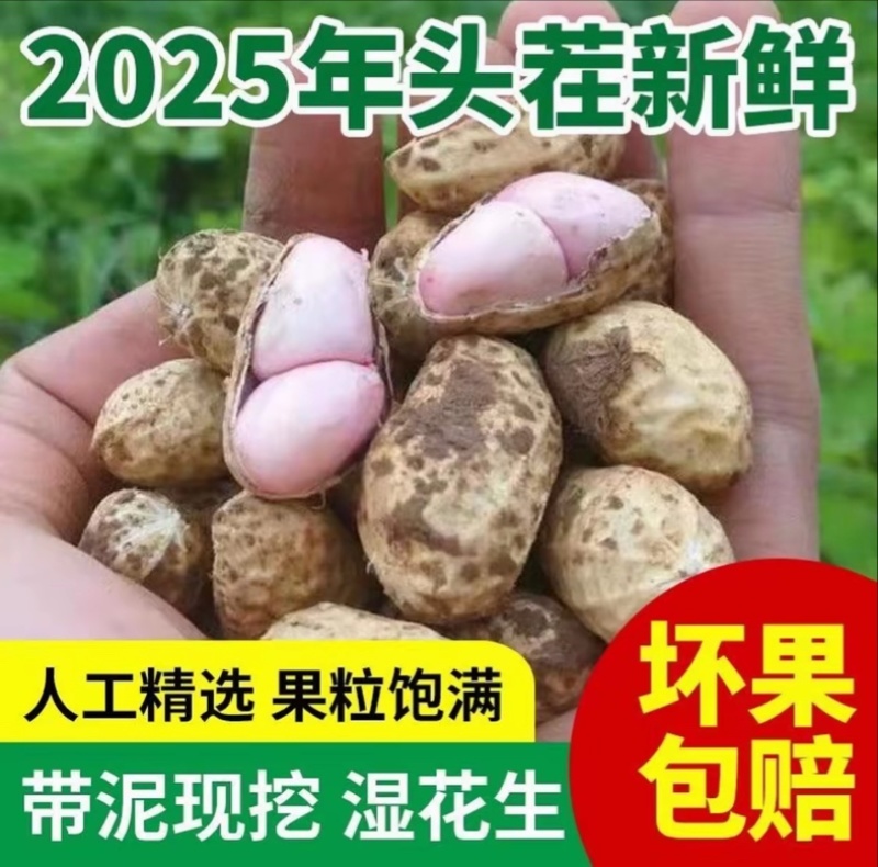 25年鲜花生小白沙系列鲜花生籽粒饱满货源充足可发全国