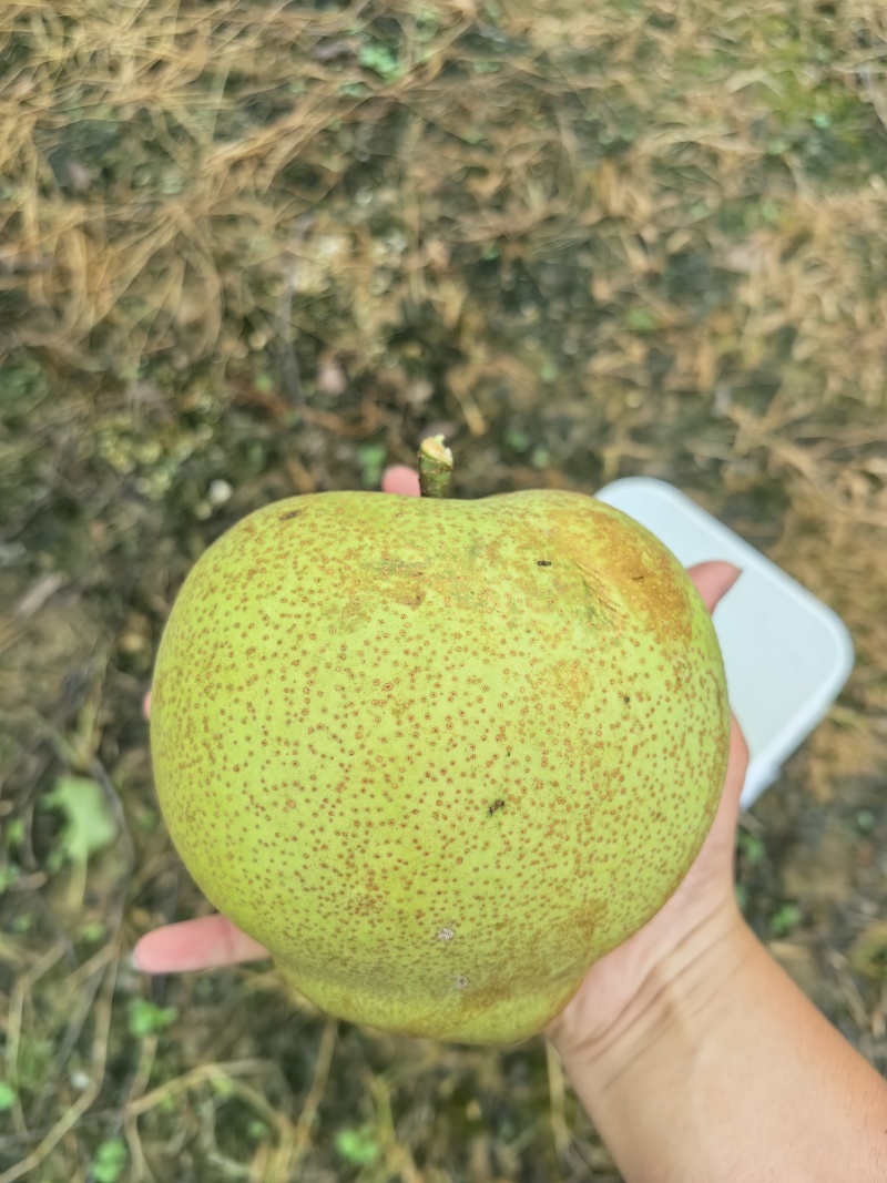 翁源水晶梨