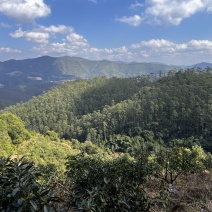 预售云南孟连哈斯牛油果