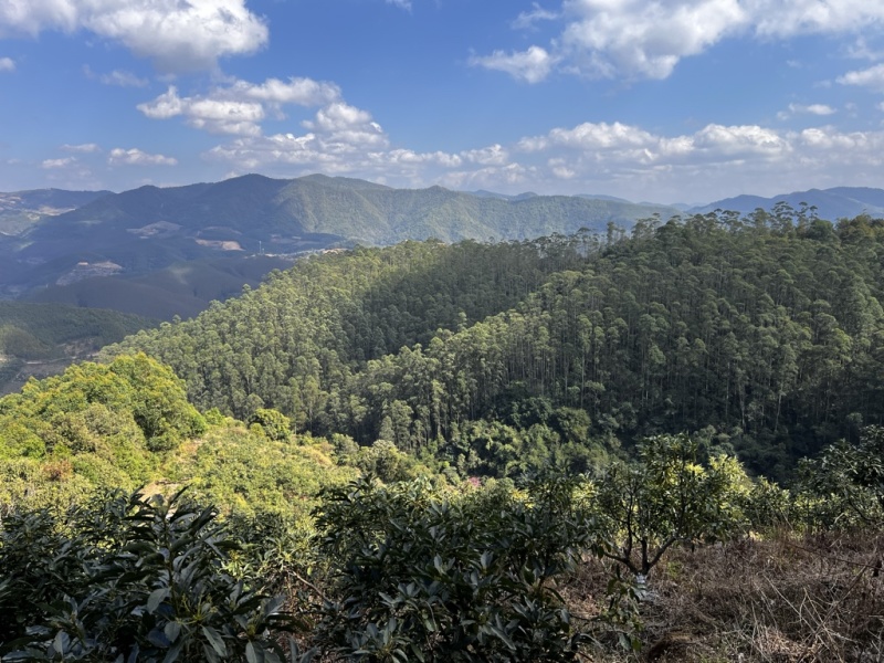 预售云南孟连哈斯牛油果