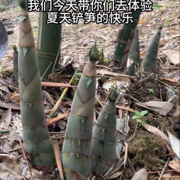 竹笋