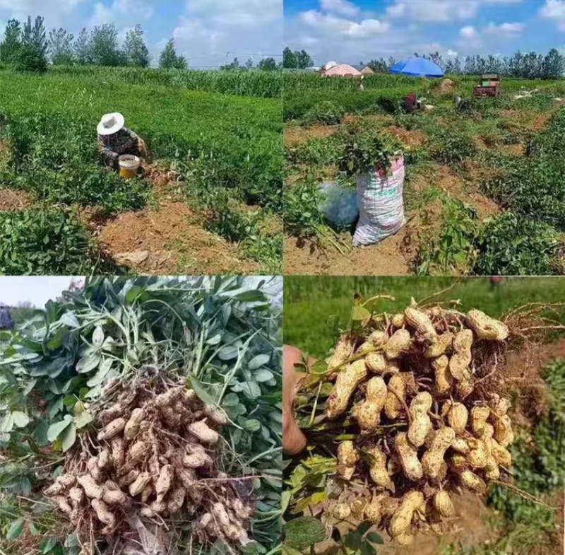 25年鲜花生小白沙系列鲜花生籽粒饱满货源充足可发全国