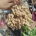 25年鲜花生小白沙系列鲜花生籽粒饱满货源充足可发全国