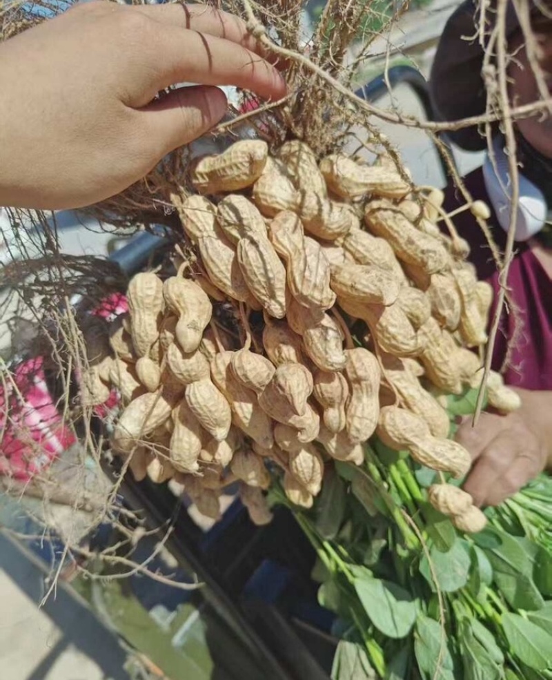 25年鲜花生小白沙系列鲜花生籽粒饱满货源充足可发全国