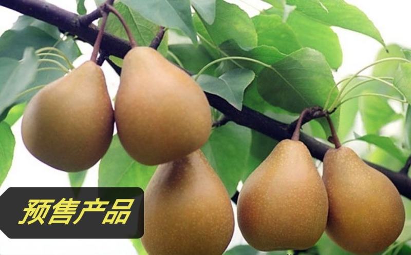 预售八月中下旬左右下树苍溪雪梨砂梨施家梨老梨