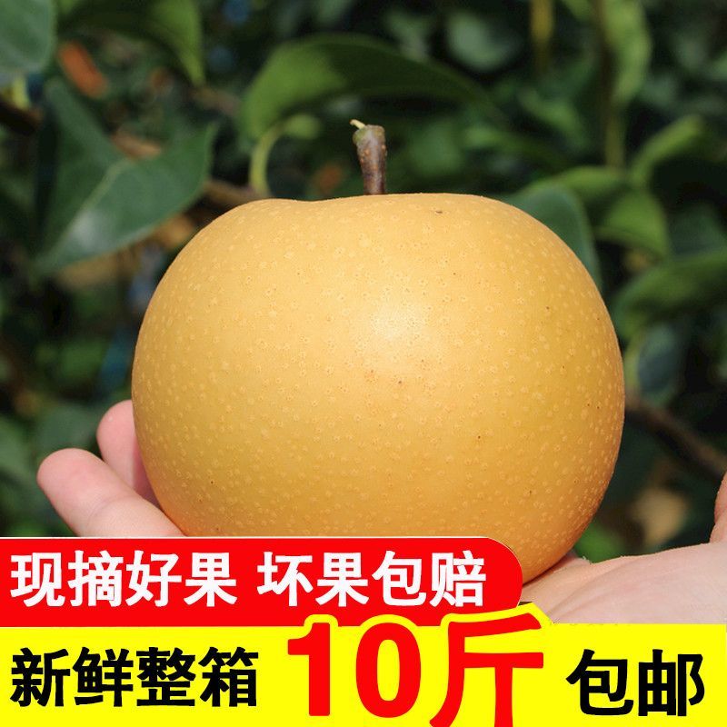襄阳圆黄梨产地直供全国发货可视频看货欢迎采购量大从优