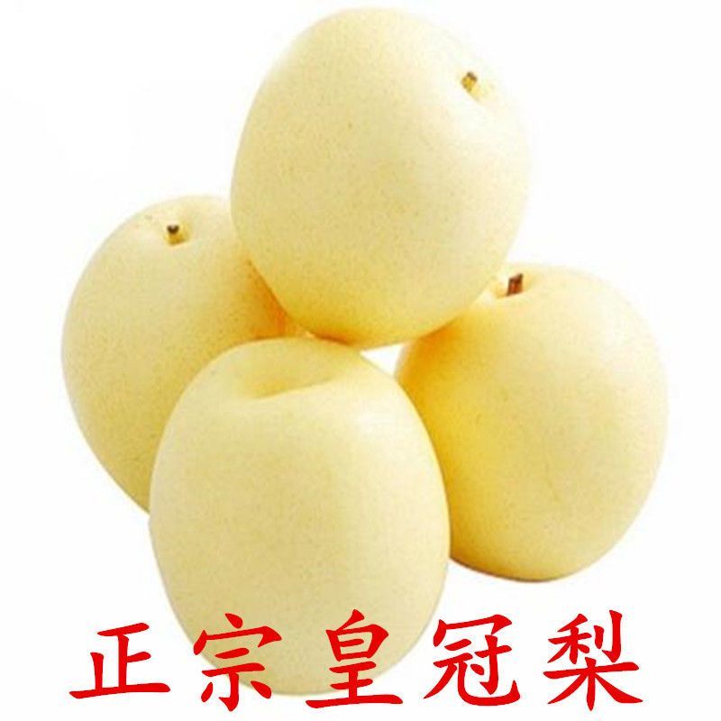襄阳皇冠梨产地直供全国发货可视频看货欢迎采购量大从优