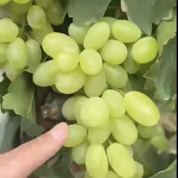 维多利亚青提大量上市价格低！