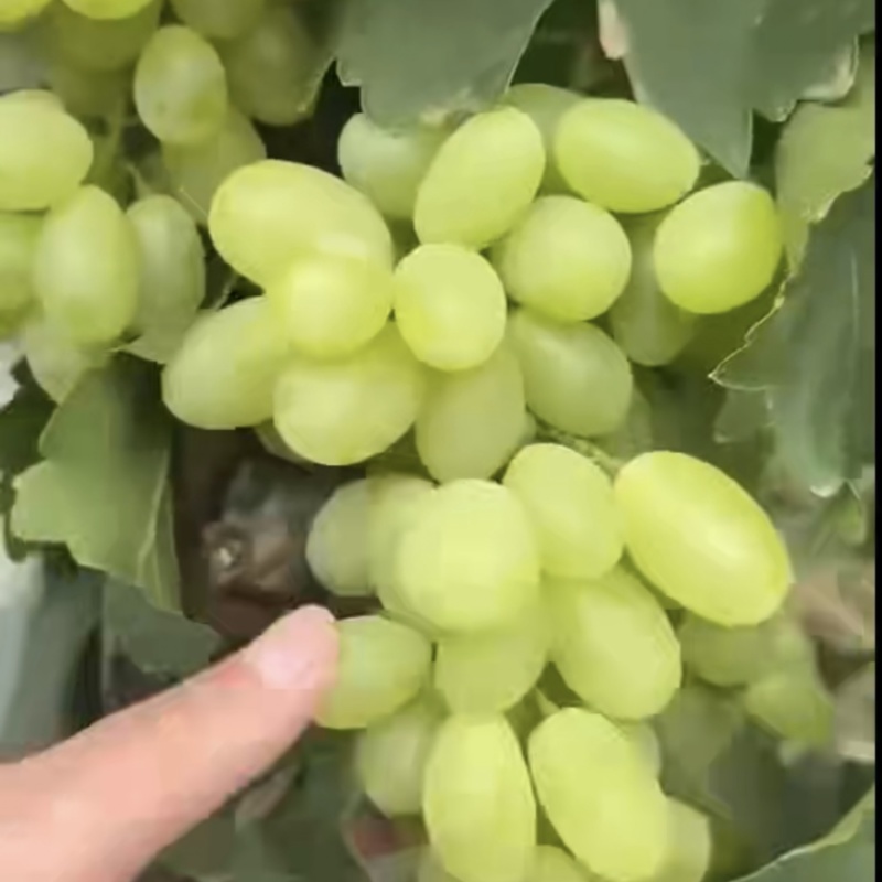 维多利亚青提大量上市价格低！