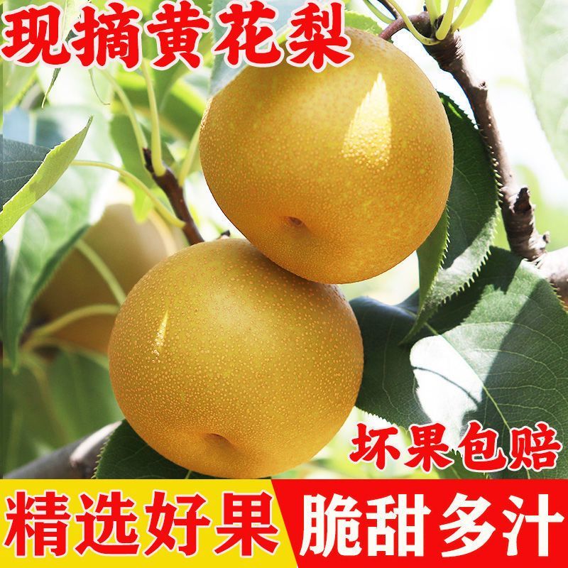 襄阳黄花梨产地直供全国发货量大从优支持视频看货