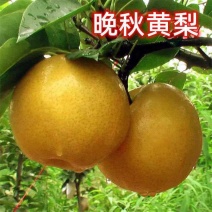 晚秋黄梨产地直供全国发货量大从优支持视频看货欢迎采购