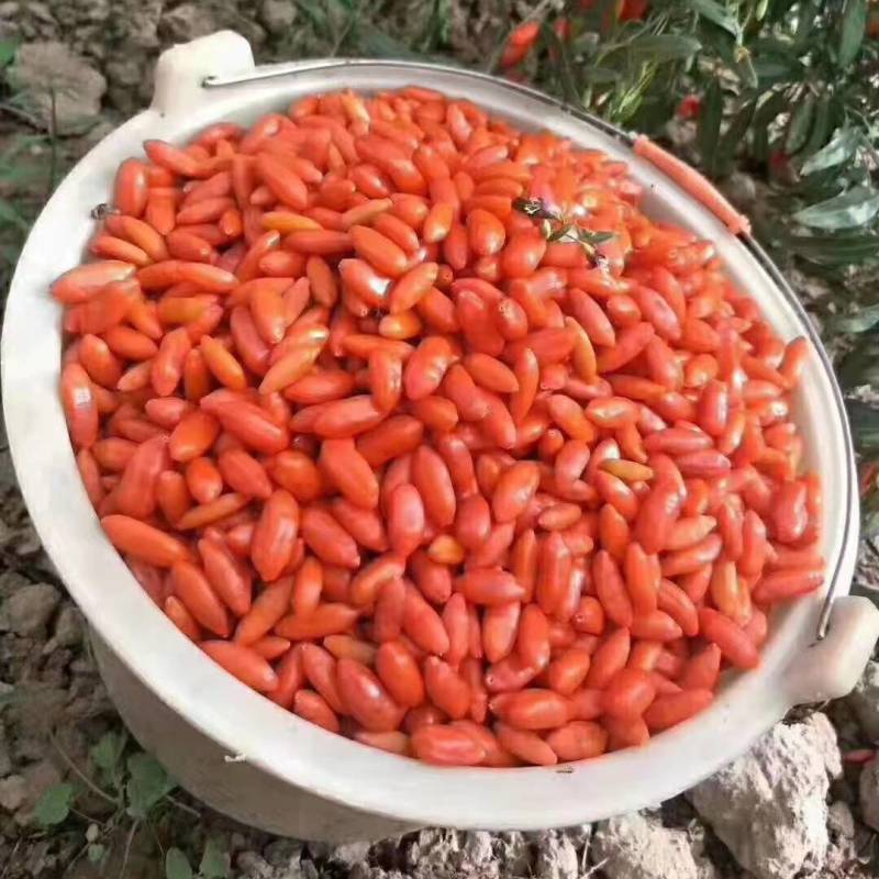 甘肃红枸杞无熏硫***基地直销批发零售量大优惠一手货源