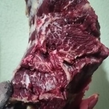 鲜牛肉批发