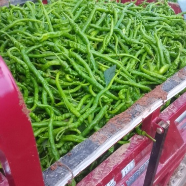 螺线，黑线椒，黄线椒