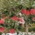 【红富士苹果】甘肃苹果专业代办代发规格齐全随行就市欢迎咨