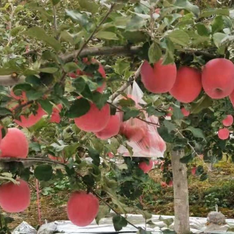 【红富士苹果】甘肃苹果专业代办代发规格齐全随行就市欢迎咨
