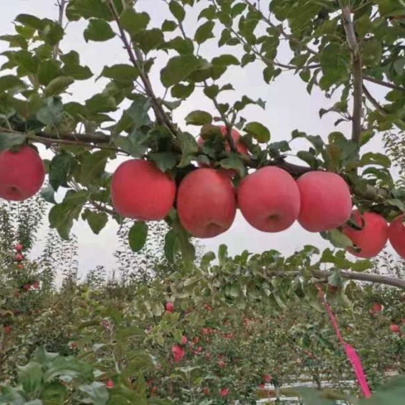【红富士苹果】甘肃苹果专业代办代发规格齐全随行就市欢迎咨
