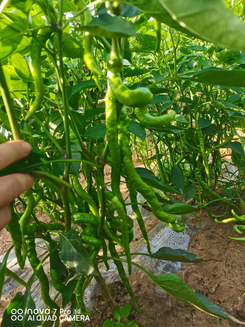 螺线，黑线椒，黄线椒