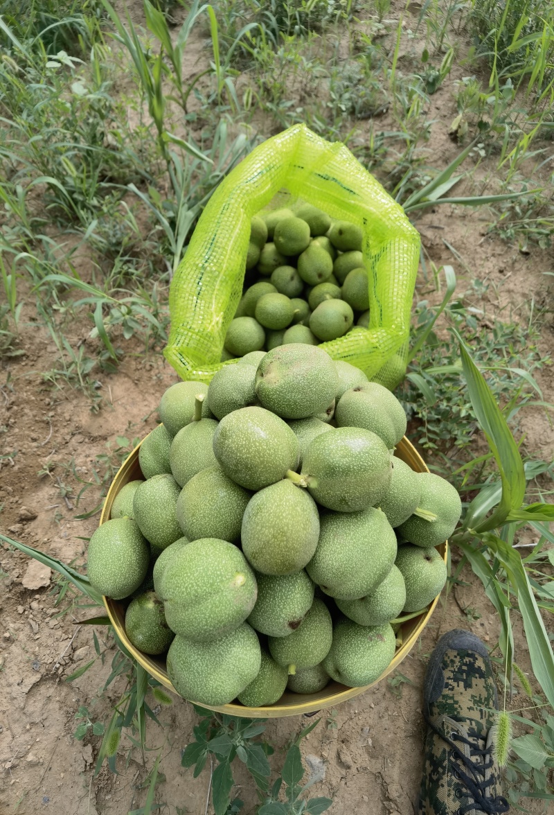 精品青皮核桃