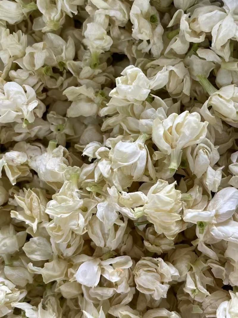 横州市茉莉茉莉花干，大小花，雪球等品种规格都有基地直供