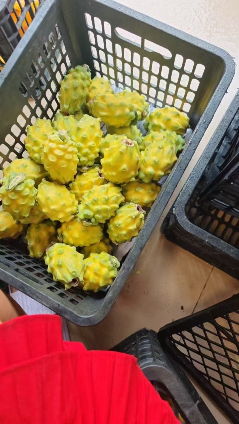 人参果燕窝果产地直销，量大从优，一手货源，全国发货