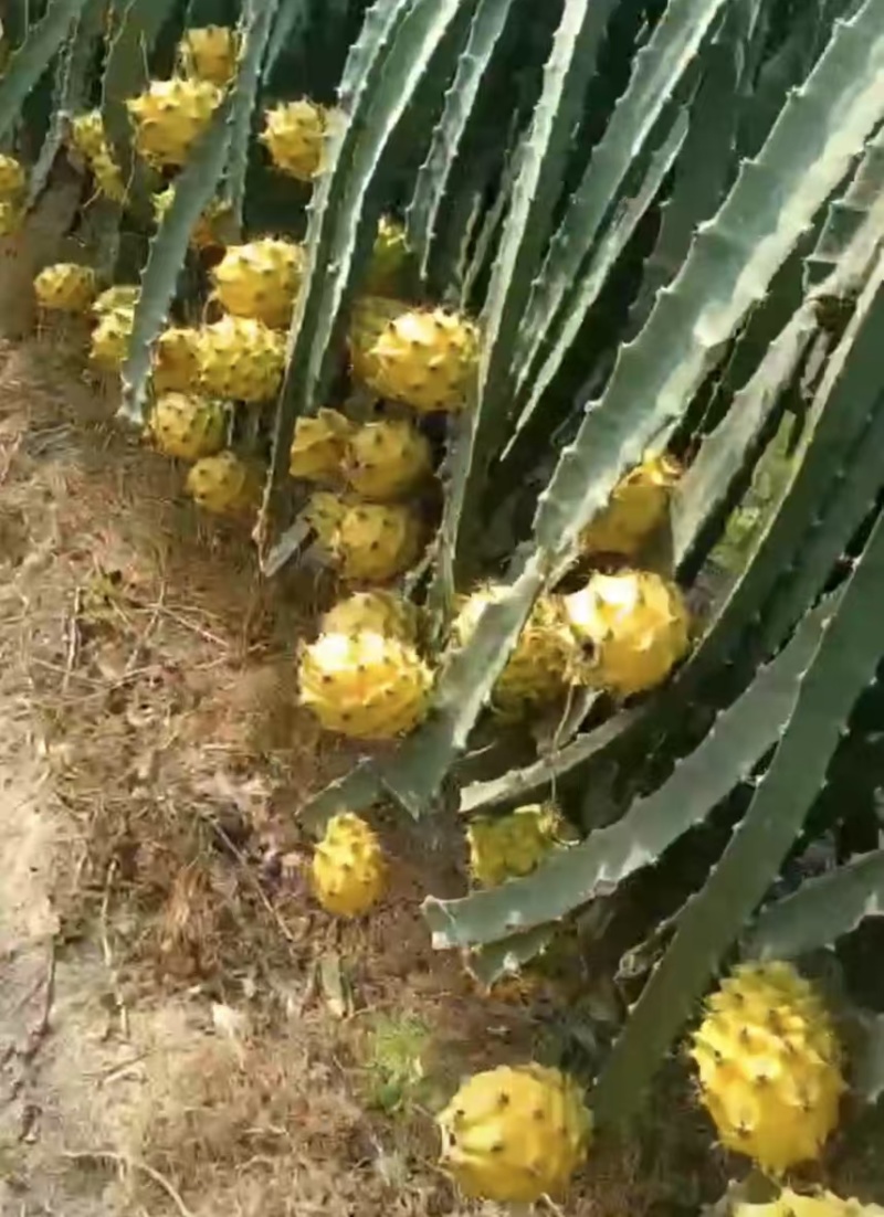 人参果燕窝果产地直销，量大从优，一手货源，全国发货