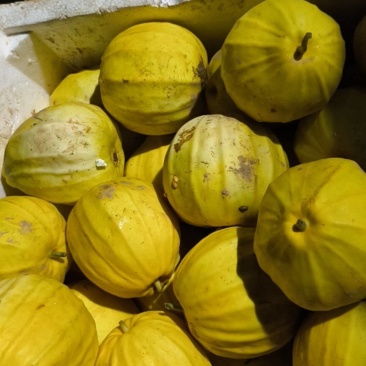 菜瓜、香瓜.丑八怪