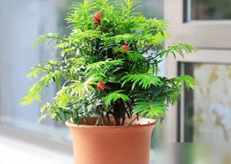 红豆杉杯苗-上百上千，量大从优！欢迎惠顾，品质保证