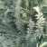 红豆杉杯苗-上百上千，量大从优！欢迎惠顾，品质保证
