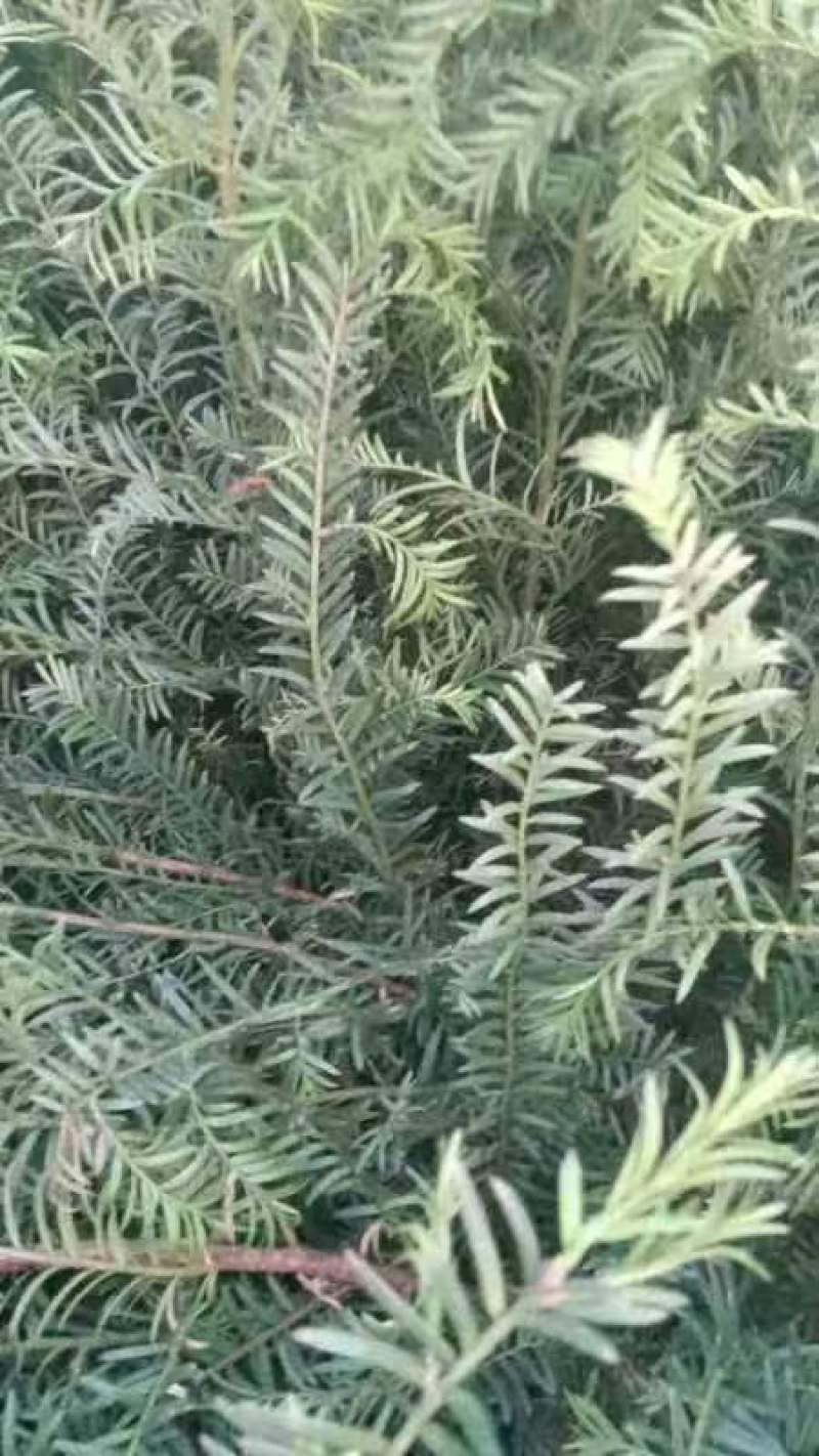 红豆杉杯苗-上百上千，量大从优！欢迎惠顾，品质保证