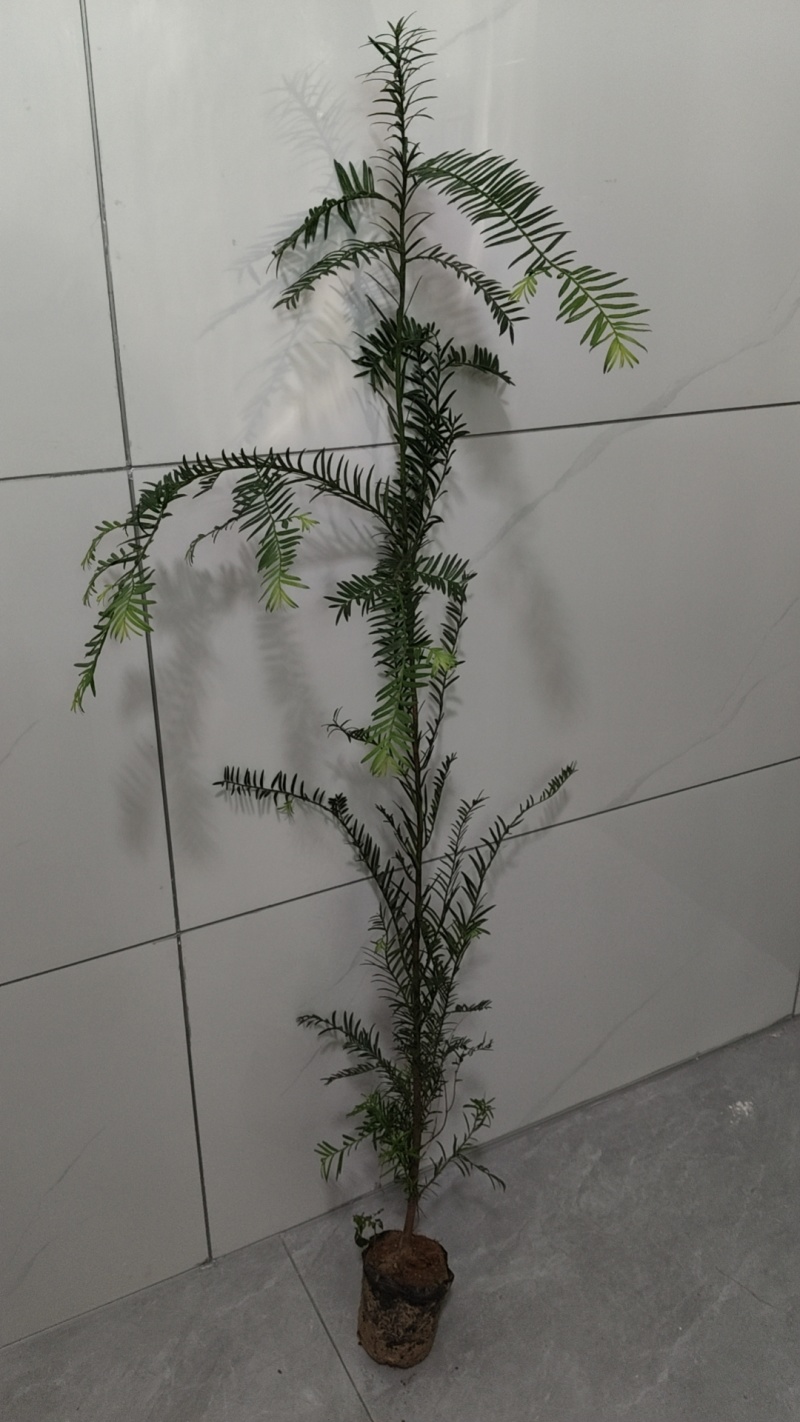 红豆杉杯苗-上百上千，量大从优！欢迎惠顾，品质保证